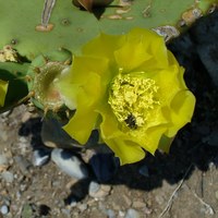 Opuntia compressa fiore