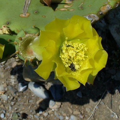 Opuntia compressa fiore