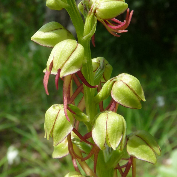 Orchis anthropophora