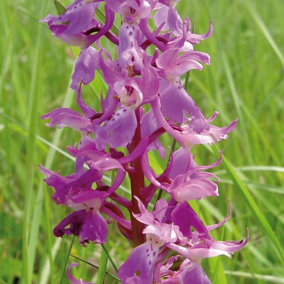 Orchis mascula foto A. Viotto