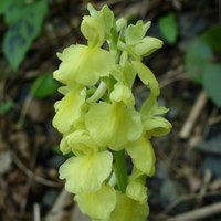 Orchis pallens