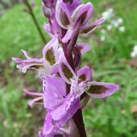 Orchis patens