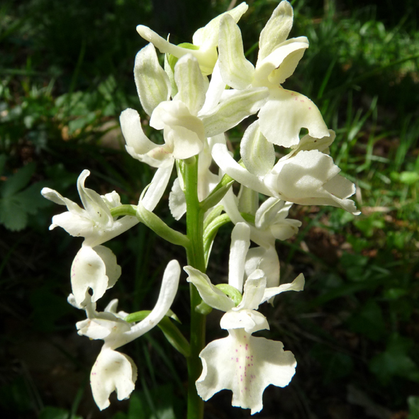 Orchis provincialis