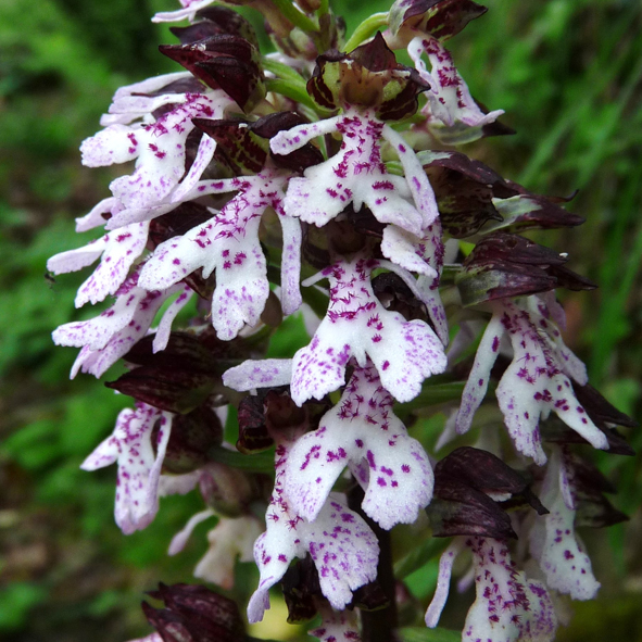 Orchis purpurea