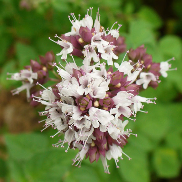 Origanum vulgare