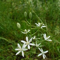 Ornithogalum narbonense