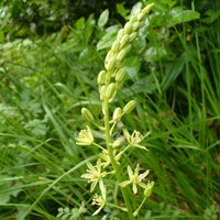 Ornithogalum pyrenaicum