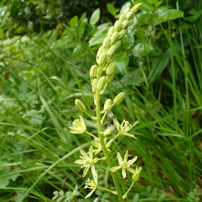 Ornithogalum pyrenaicum