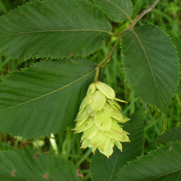 Ostrya carpinifolia