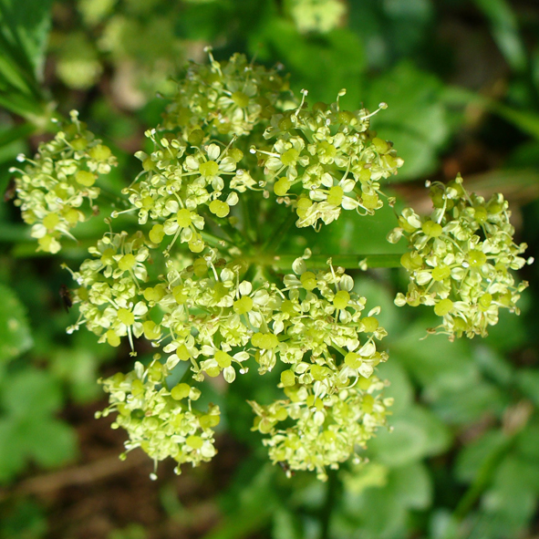 Smyrnium olusatrum