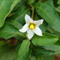 Solanum nigrum