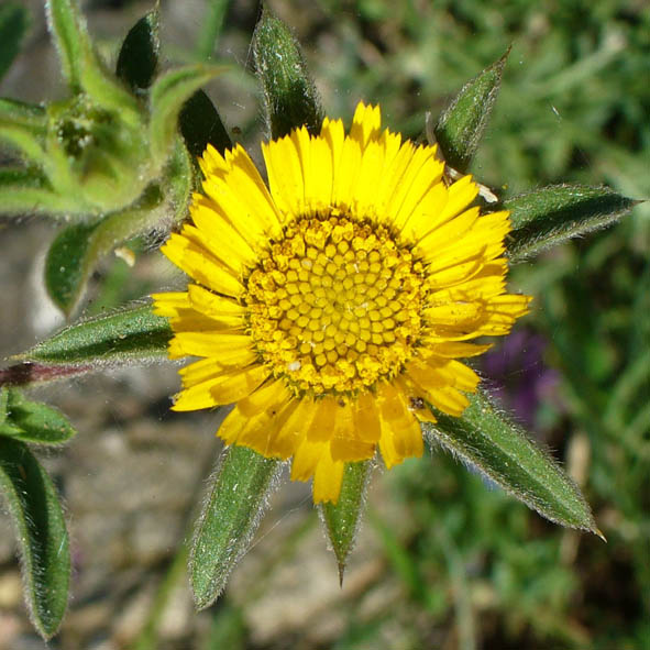 Pallenis spinosa