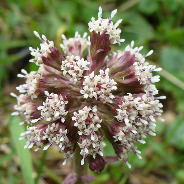 Petasites hybridus