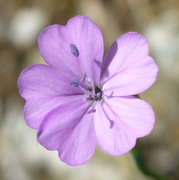 Pethroragia prolifera