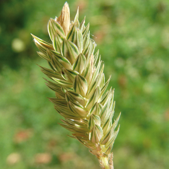 Phalaris canariensis