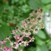 Phytolacca americana