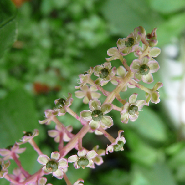 Phytolacca americana