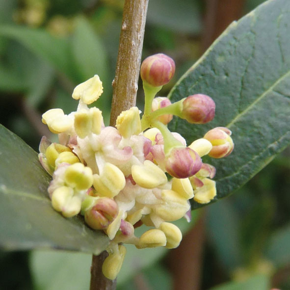 Phyllirea latifolia - fiori