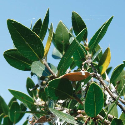 Phyllirea latifolia - foglie e frutti