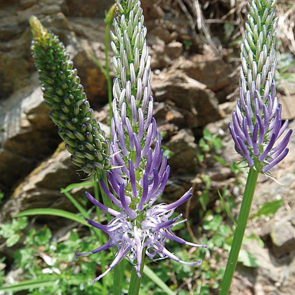 Phyteuma scorzonerifolium