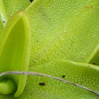 Pinguicula vulgaris - particolare delle foglie