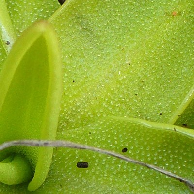 Pinguicula vulgaris - particolare delle foglie