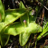 Pinguicula vulgaris - prefioritura