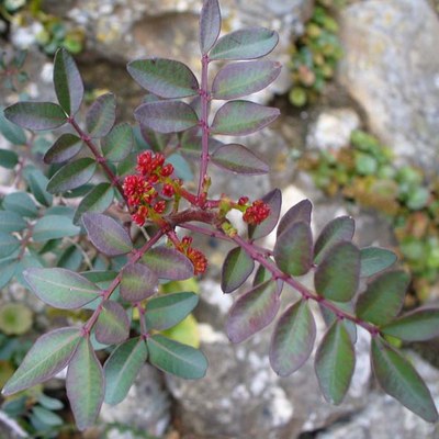 Pistacia lentiscus foglie