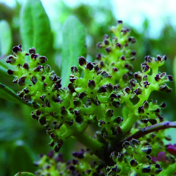 Pistacia lentiscus