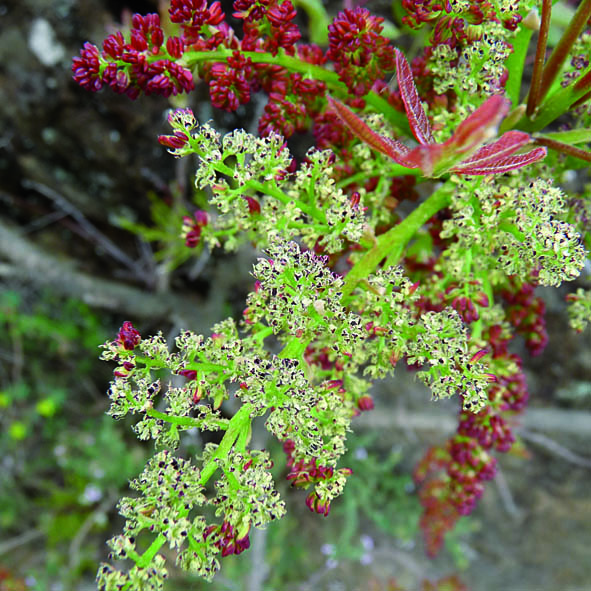 Pistacia terebinthus