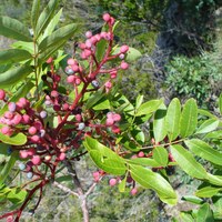 Pistacia terebinthus foglie