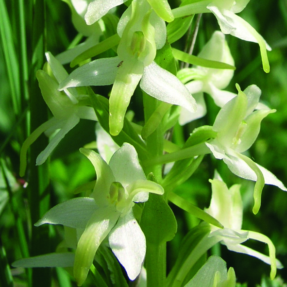 Platanthera bifolia