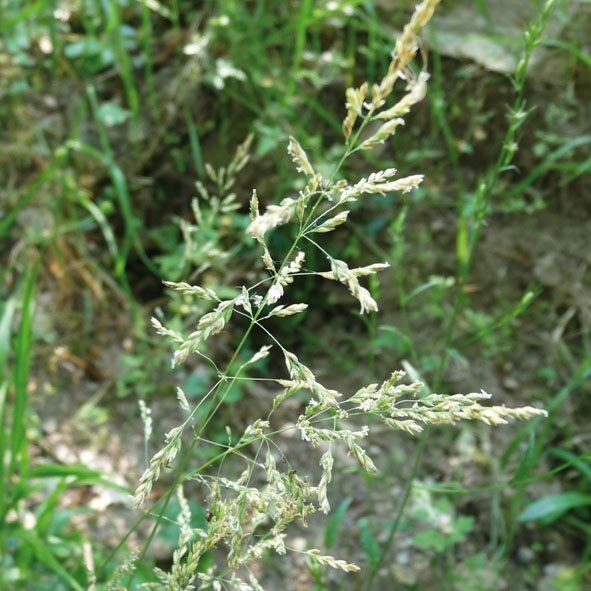 Poa sp.