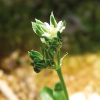 Polycarpon tetraphyllum