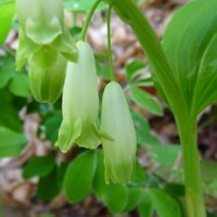 Polygonatum odoratum