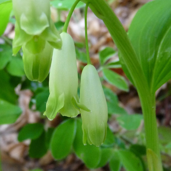 Polygonatum odoratum