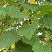 Populus tremula