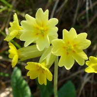 Primula veris