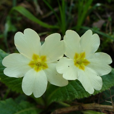 Primula vulgaris