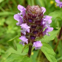 Prunella vulgaris