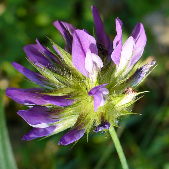 Psoralea bituminosa