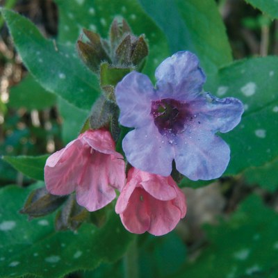 Pulmonaria officinalis