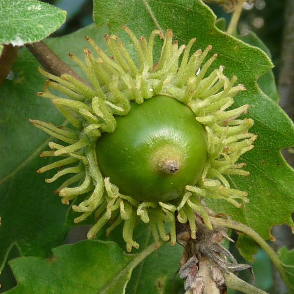 Quercus cerris frutto