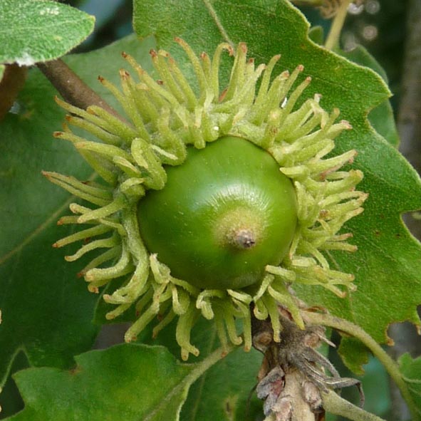 Quercus cerris frutto