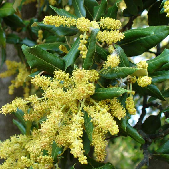 Quercus ilex fiori maschili