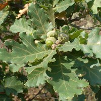 Quercus pubescens