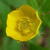 Ranunculus lanuginosum