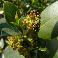 Rhamnus alaternus