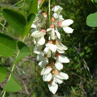 Robinia pseudoacacia