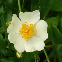 Rosa arvensis